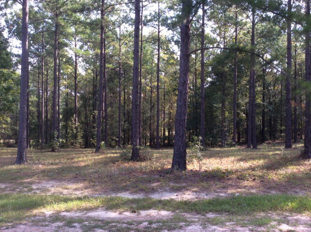 Pine-shaded lots